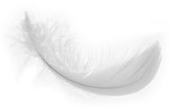 white-feather-HR-no-background