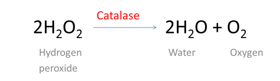 H2O2-catalase